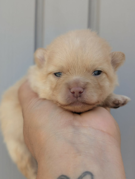 Spitz allemand - chiots spitz allemand - un ?illet en Provence