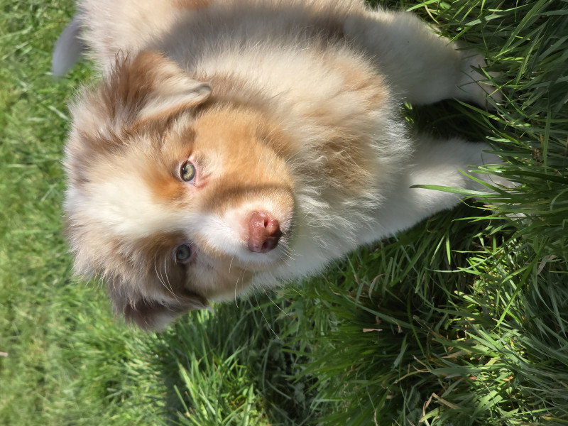 Berger Australien - Chiot Berger Australien Lof - Elevage de la rivière aux pierres