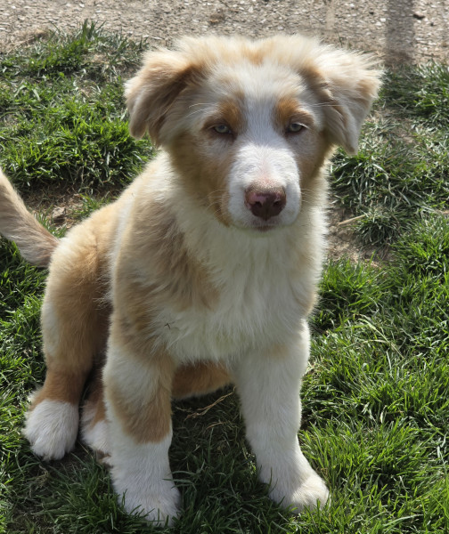 Chiot Berger Australien