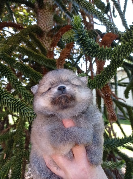Spitz nain pomeranien Spitz allemand