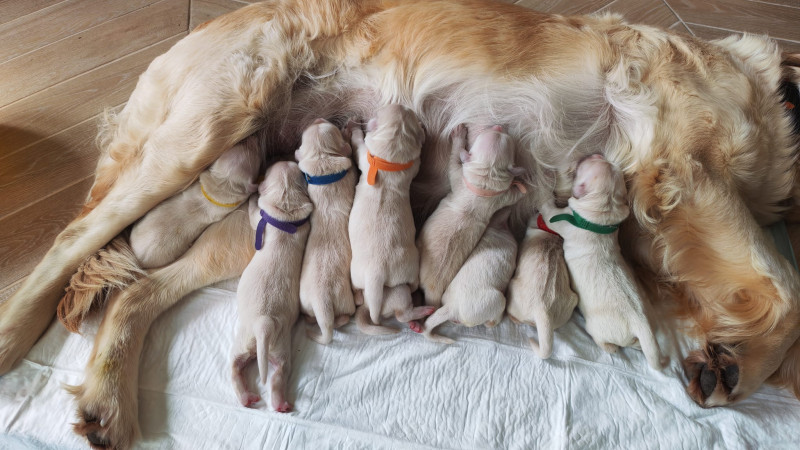 Golden Retriever - Chiots à Réservés - Le coin de l'atre