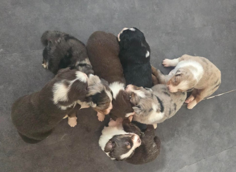Berger Australien - BERGER AUSTRALIEN  CHIOTS DISPONIBLES DANS le DEUX-SEVRES (79)