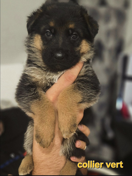 Berger Allemand - Berger allemand poile court - Elevage des BA de Somme