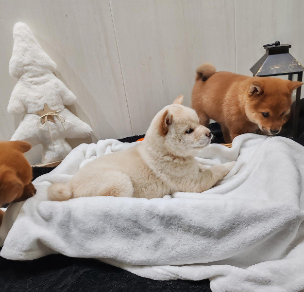 Shiba - Chiot Shiba inu LOF - du domaine de No Way