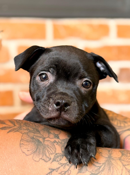 Staffordshire Bull Terrier - Chiots staffie noir mâle - des gones d'Anubis