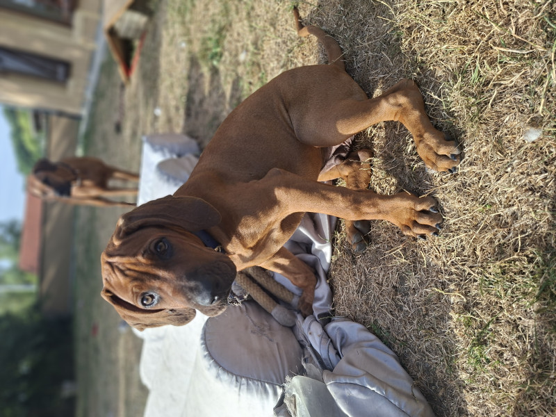 Rhodesian Ridgeback - Chiot mâle Rhodesian Ridgeback disponible - Des terres d'Ilanga