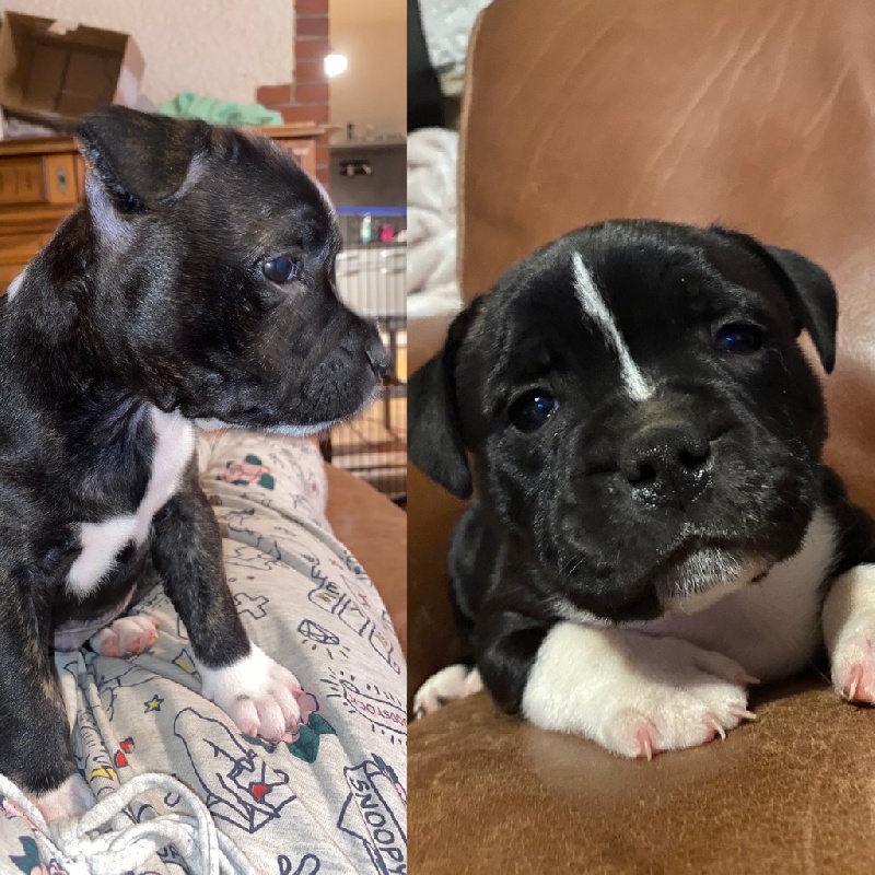 Chiots Staffordshire bull terrier mâles Staffordshire Bull Terrier