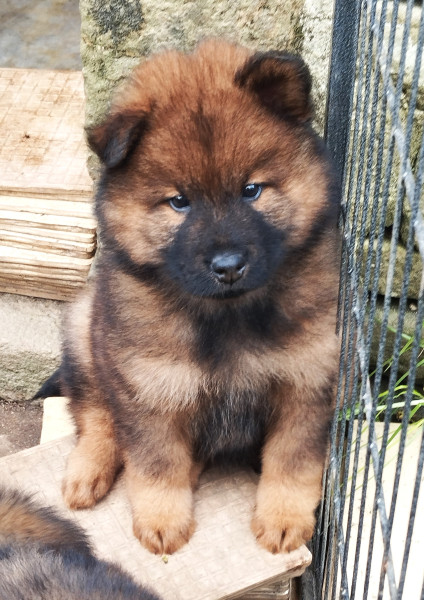 Eurasier - Vente chiots eurasier lof - des collines de haute bretagne