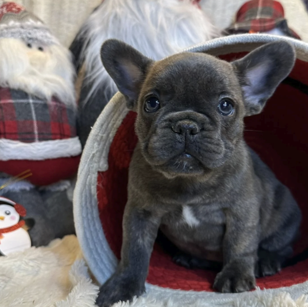 Bouledogue français - Magnifiques bouledogues français couleurs exotiques ou classiques - Le domaine d'IRIS