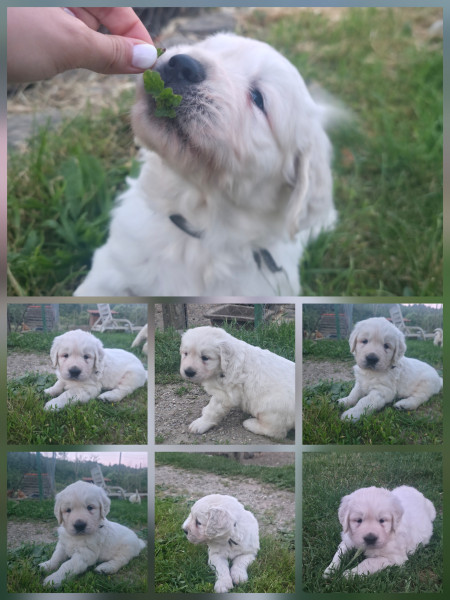 Golden Retriever - Chiots golden retriever LOF à reserver