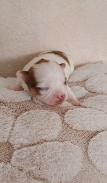 Chihuahua - Très beau chihuahua poils long - Du Rivage Des milles et une nuit