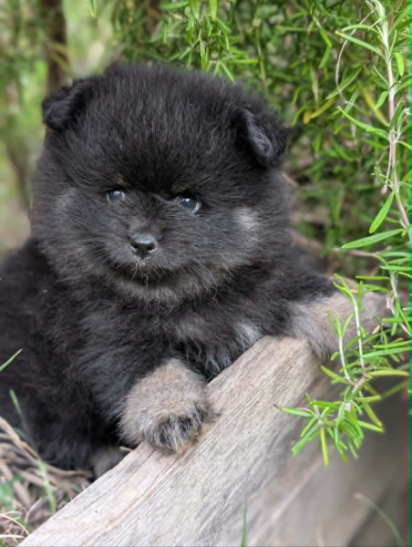 Spitz allemand - chiots spitz allemand - un ?illet en Provence