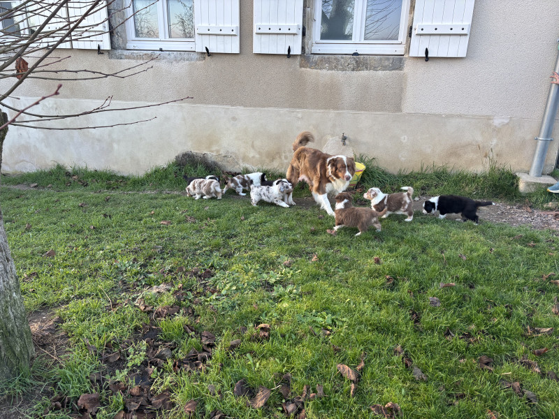 Berger Australien - Berger australien lof famille