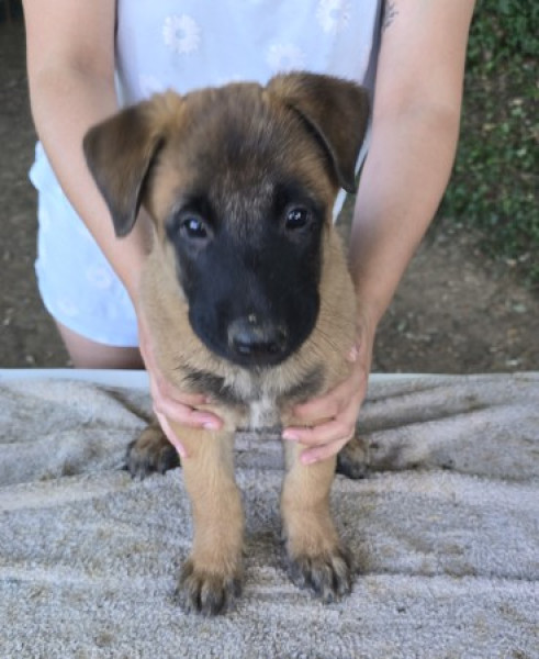 Berger Belge - Chiots Berger Belge Malinois LOF