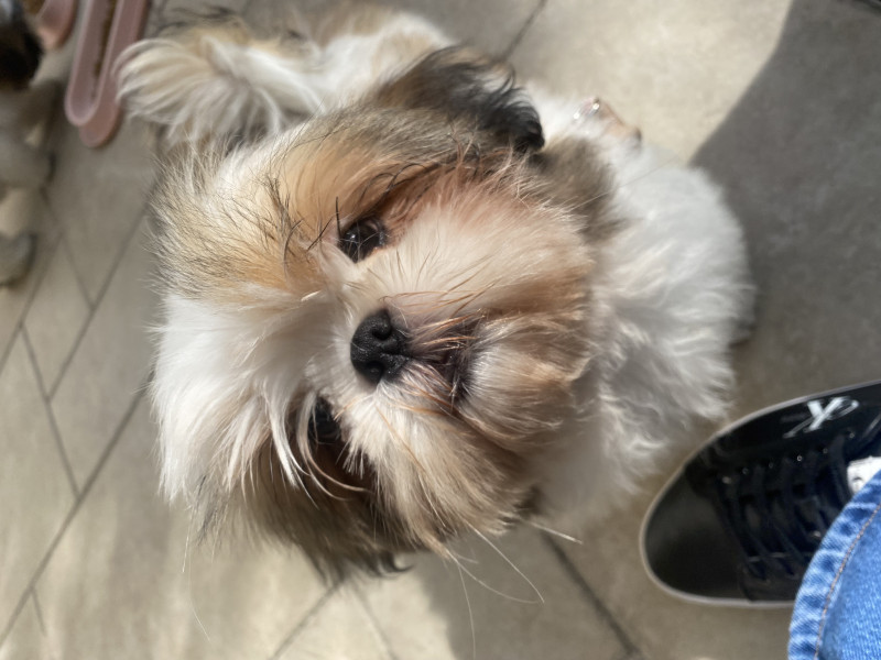 Shih Tzu - Shih Tzus TRES BELLES LIGNÉES DE CHAMPIONS SHIH TZU LOF EN ILE DE FRANCE