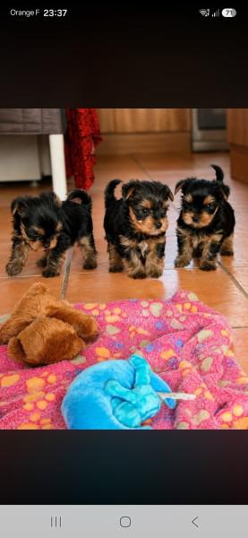 Yorkshire Terrier - Disponible chiots yorkshire au LOF