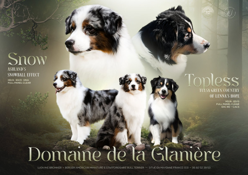 Berger Américain Miniature  - Chiots Berger Américain Miniature LOF - Du Domaine de la Glanière