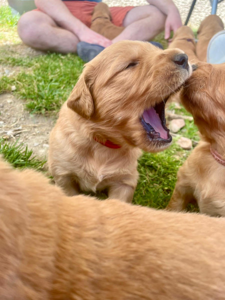 Golden Retriever - Golden Retriever LOF Roux