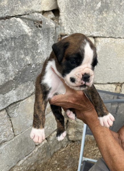 Boxer - CHIOTS BOXER LOF à réserver