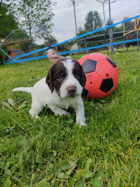 English Springer Spaniel - Chiots Springer