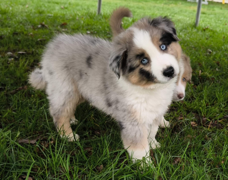 Berger Américain Miniature  - Chiot mâle Berger américain miniature