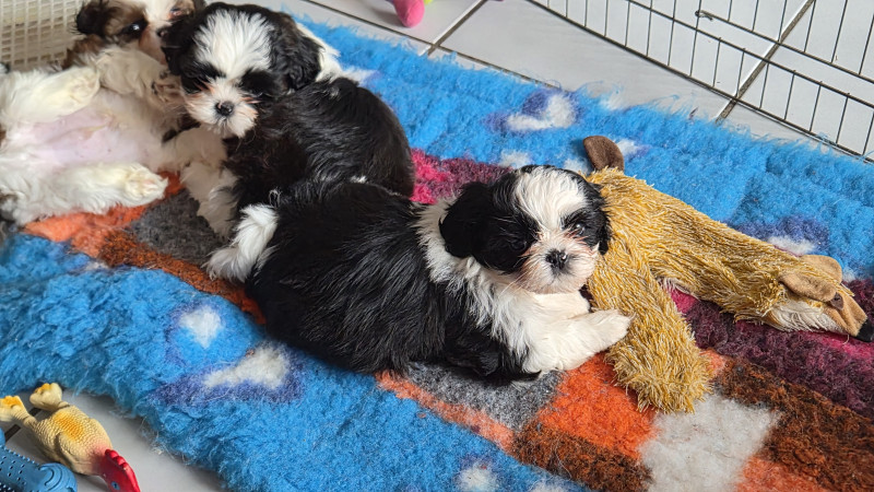 Shih Tzu - 3 superbes petits males disponibles - De Devadurga