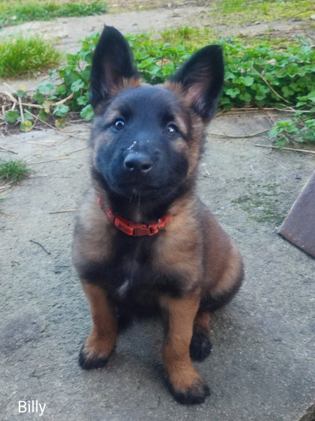 Berger Belge - Berger belge Tervueren ligné travail