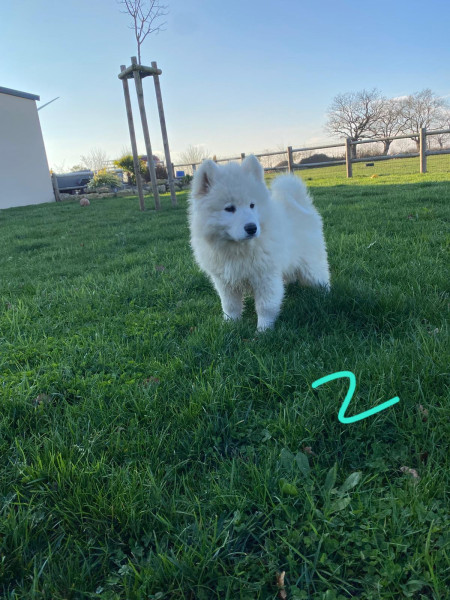 Samoyède - Chiots samoyède lof