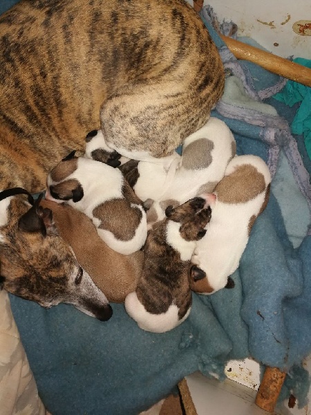 chiot levriers whippet Whippet