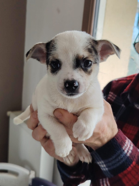 Chihuahua - Chihuahua a réserver