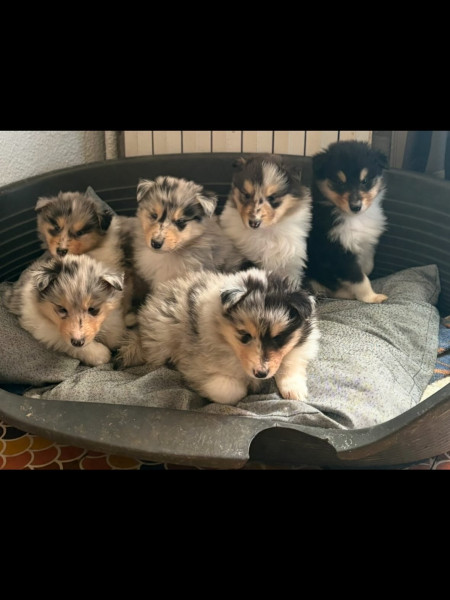 Colley à poil long - Chiots LOF Colleys à Poils longs - JACK AND WHITE