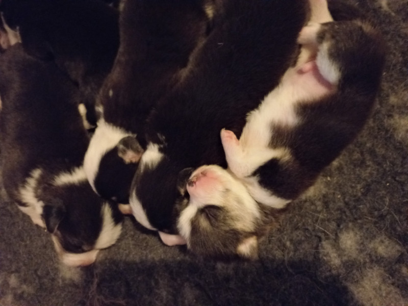 Welsh Corgi Pembroke - Chiots welsh corgi pembroke Lof - Du clan des chaumes