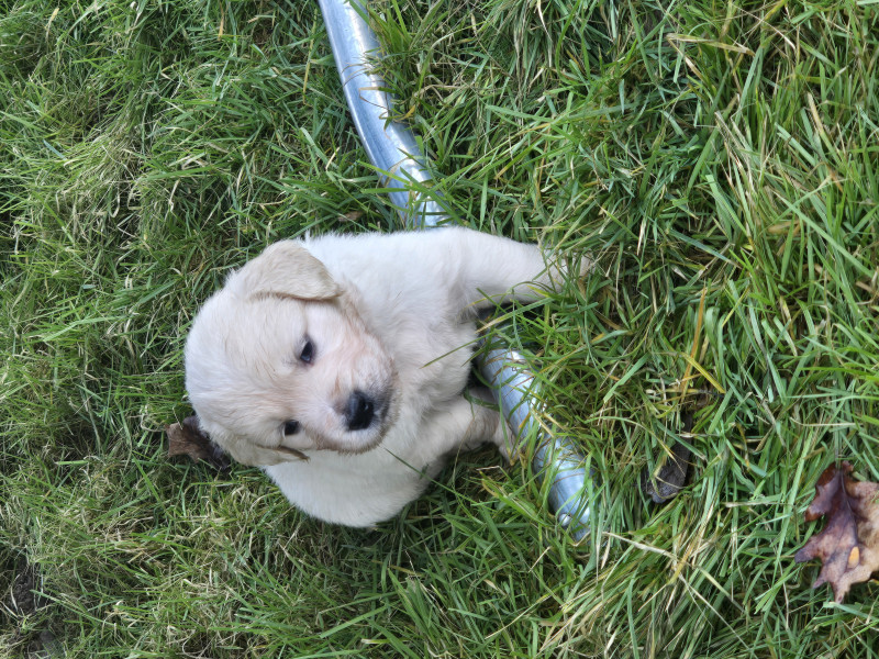 Golden Retriever - Chiot golden Lof - Elevage de la rivière aux pierres