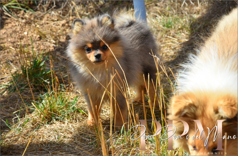 Spitz allemand - Chiot Poms