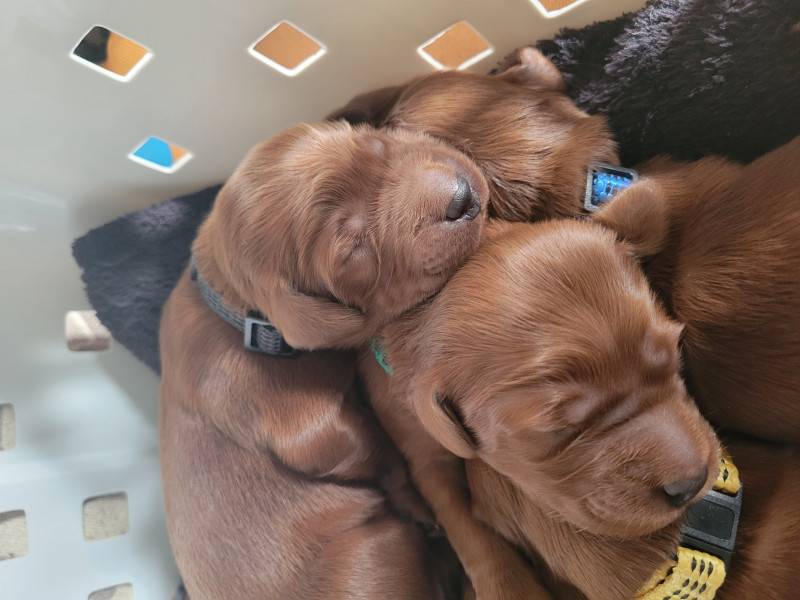 Setter irlandais rouge - Chiots setter irlandais - Des truffières peyrinoise