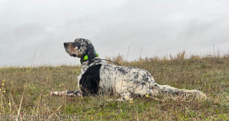 Setter Anglais - DENDABERRI XENON-STELLA DU COL DE LA LIGUIERE