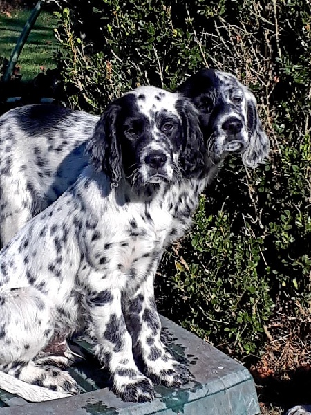 Chiots De La Race Setter Anglais Disponibles Sur Chiots De France