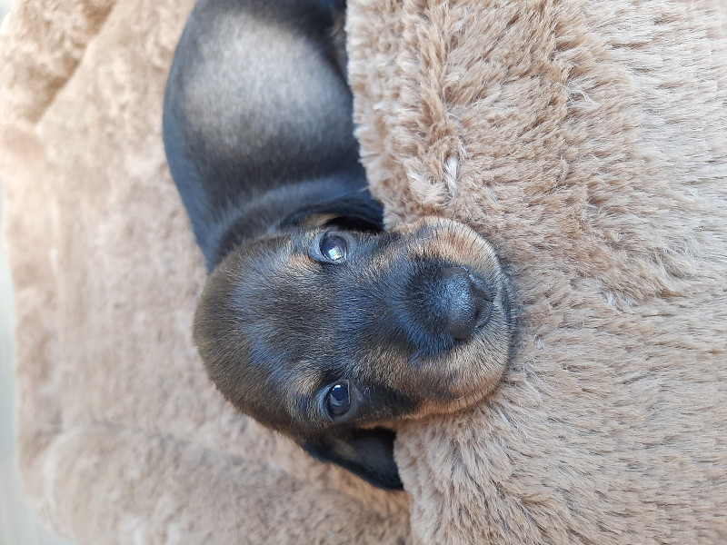 Teckel poil dur - Chiots teckels à poil dur nains