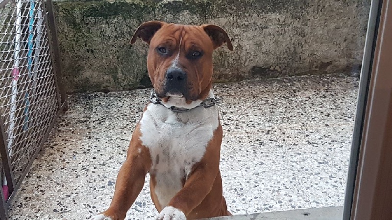 AMERICAN STAFF American Staffordshire Terrier