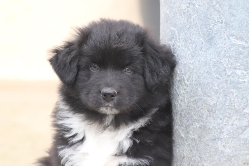 Berger Australien - chiots bergers australien - of crystal june