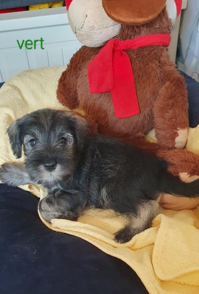 Schnauzer miniature - Portée 2025 " A " star is born . - MELLAN Pepper Salt