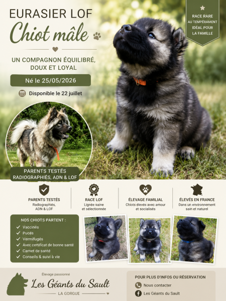 Eurasier - a reserver magnifiques eurasier lof - des geants du sault