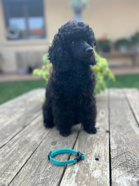 Caniche - Adorables chiot Caniche nain LOF – 1 mâle – né le 24 mai 2025 - La tribu de Jao