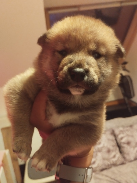 Shiba - Chiots shiba inu lof