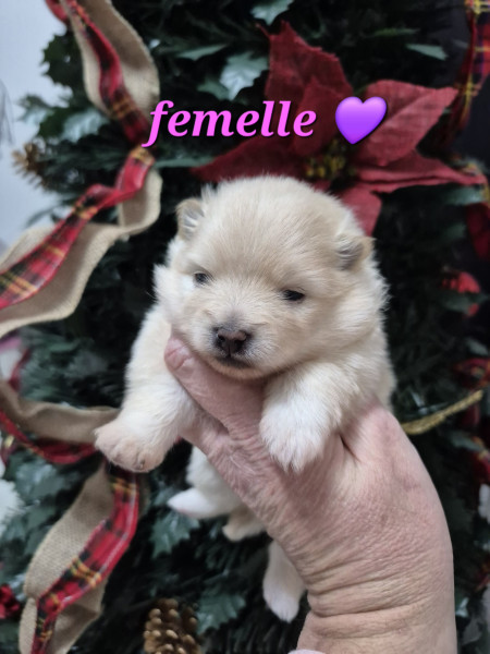 Spitz allemand - 3 magnifiques bébés spitz nain à réserver