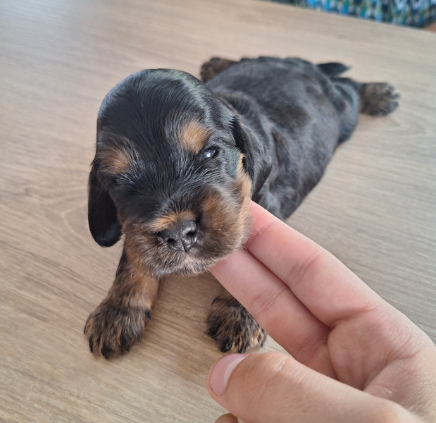 Cocker Spaniel Anglais - Chiots cocker anglais