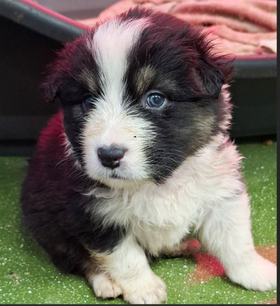 Berger Australien - De superbes chiots Bergers Australiens nés à la Wooferie – éleveur passionné dans le Morbihan - lelevagedepenkergoff