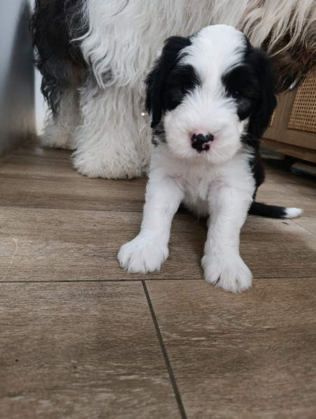 Bobtail - Bobtail (chien de berger anglais ancestral)