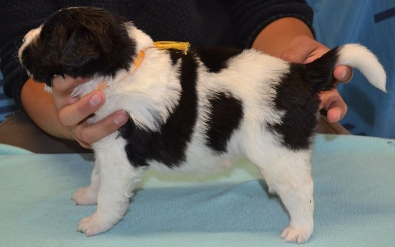 chiot terre neuve dossier lof 2020035269_2020_9 Terre-neuve