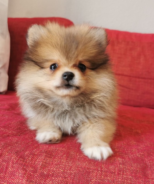 Adorables chiots spitz nain pomeranian Spitz allemand